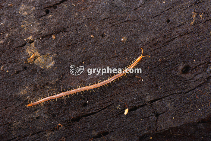 Microfaune des sols - Géophile - gryphea.com